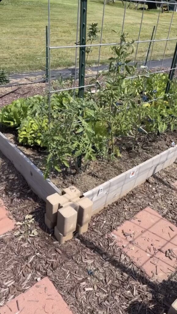 Raised Garden bed made from cedar boards growing trellised tomatoes and lettuce.