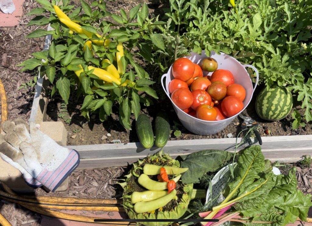 Peppers, Tomatoes, Rainbow Swiss Chard, Watermelon, Cucumbers in a raised garden bed made from cedar boards. 
