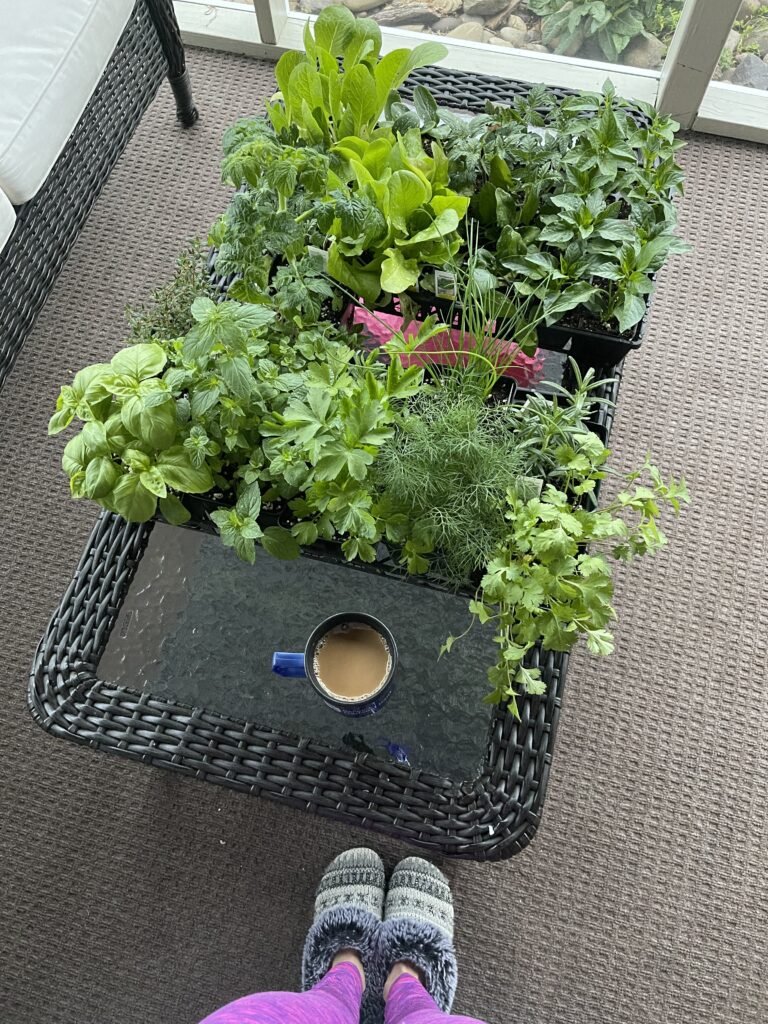 Started plants from a nursery in a plastic flat container including Tomato plants, cucumber plants, romaine lettuce, pepper plants, basil, cilantro, rosemary, and parsley plants.