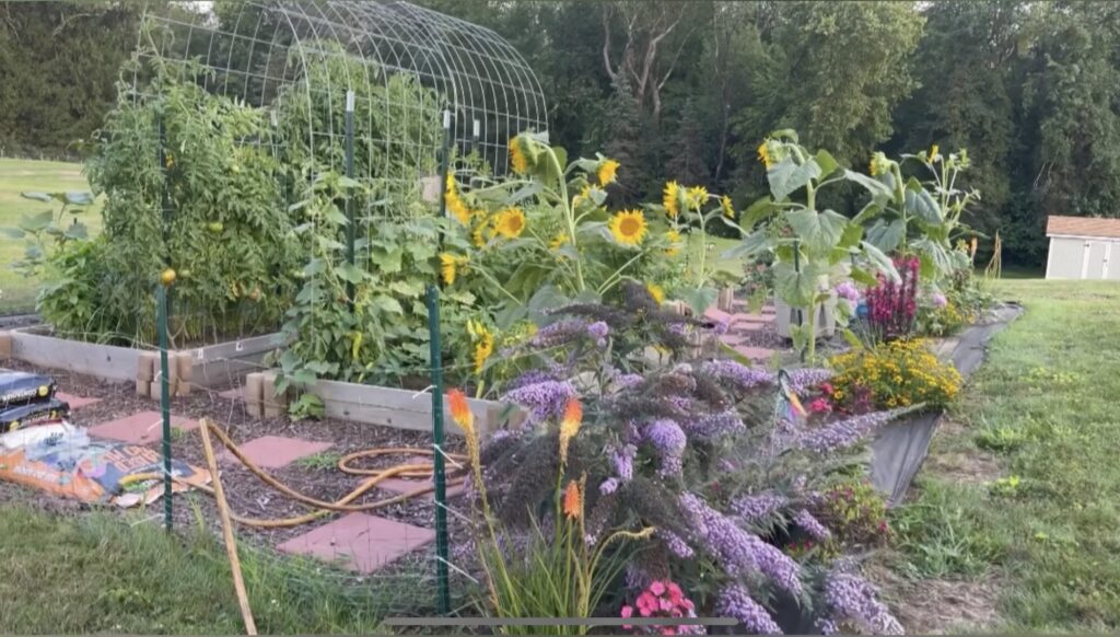 Bountiful garden with raised garden beds and wire fence around it.